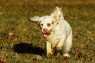 Dukeries' Clumber Spaniel Sparkle