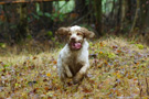 Dukeries' Clumber Spaniel Leya