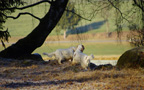 Dukeries' Clumber Spaniel Aven