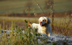 Dukeries' Clumber Spaniel Sparkle