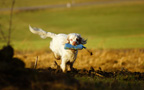 Dukeries' Clumber Spaniel Sparkle