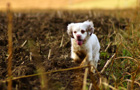 Dukeries' Clumber Spaniel Sparkle