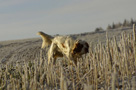 Dukeries' Clumber Spaniel Leya