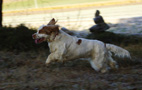 Dukeries' Clumber Spaniel Aven