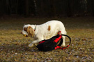 Dukeries' Clumber Spaniel Leya