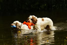 Dukeries' Clumber Spaniel Aven