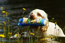 Dukeries' Clumber Spaniel Sparkle