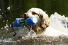 Dukeries' Clumber Spaniel Sparkle