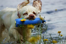 Dukeries' Clumber Spaniel Sparkle