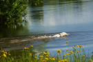 Dukeries' Clumber Spaniel Sparkle