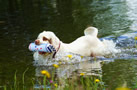 Dukeries' Clumber Spaniel Sparkle