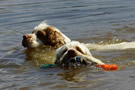 Dukeries' Clumber Spaniel Aven