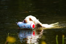 Dukeries' Clumber Spaniel Sparkle