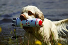 Dukeries' Clumber Spaniel Sparkle