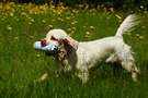 Dukeries' Clumber Spaniel Sparkle