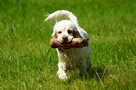 Dukeries' Clumber Spaniel Sparkle