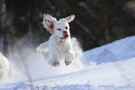 Dukeries' Clumber Spaniel Sparkle