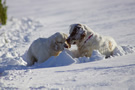 Dukeries' Clumber Spaniel Aven