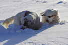 Dukeries' Clumber Spaniel Sparkle