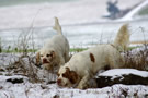 Dukeries' Clumber Spaniel Aven