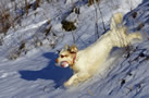 Dukeries' Clumber Spaniel Sparkle