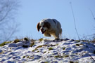 Dukeries' Clumber Spaniel Aven