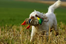 Dukeries' Clumber Spaniel Sparkle