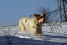 Dukeries' Clumber Spaniel Leya