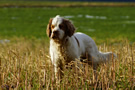 Dukeries' Clumber Spaniel Aven