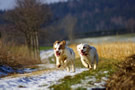 Dukeries' Clumber Spaniel Aven