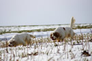 Dukeries' Clumber Spaniel Leya