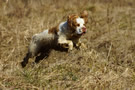 Dukeries' Clumber Spaniel Aven