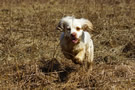 Dukeries' Clumber Spaniel Sparkle