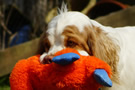 Dukeries' Clumber Spaniel Leya