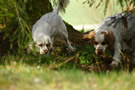 Dukeries' Clumber Spaniel Sparkle