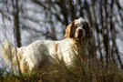 Dukeries' Clumber Spaniel Leya