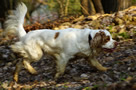 Dukeries' Clumber Spaniel Leya