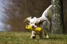 Dukeries' Clumber Spaniel Sparkle