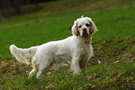 Dukeries' Clumber Spaniel Sparkle