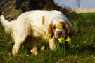 Dukeries' Clumber Spaniel Leya