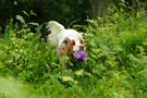 Dukeries' Clumber Spaniel Leya