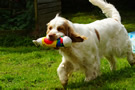 Dukeries' Clumber Spaniel Aven