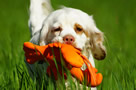 Dukeries' Clumber Spaniel Sparkle