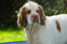 Dukeries' Clumber Spaniel Aven