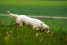 Dukeries' Clumber Spaniel Sparkle