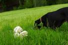 Dukeries' Clumber Spaniel Sparkle