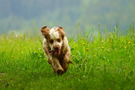 Dukeries' Clumber Spaniel Aven