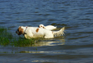 Dukeries' Clumber Spaniel Aven