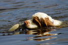 Dukeries' Clumber Spaniel Leya