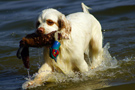 Dukeries' Clumber Spaniel Sparkle